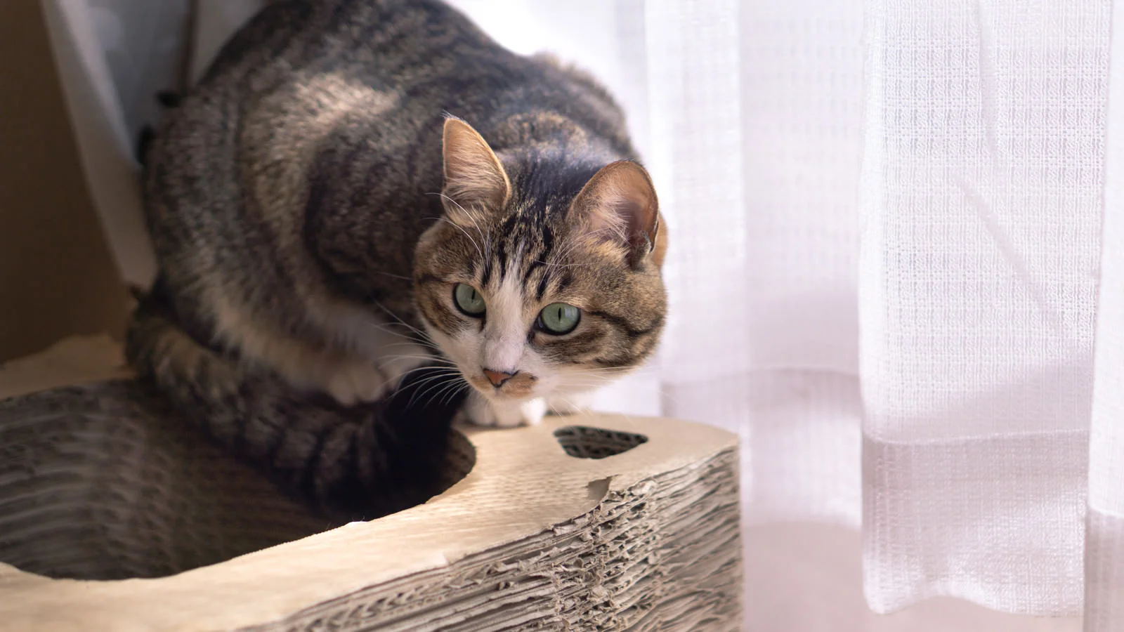 猫
