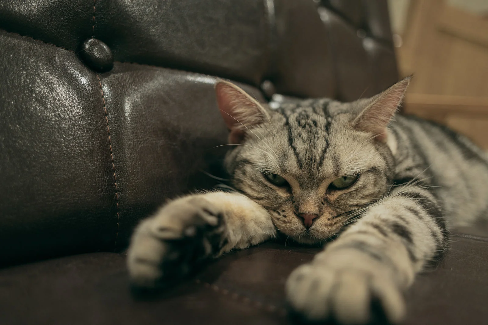 猫