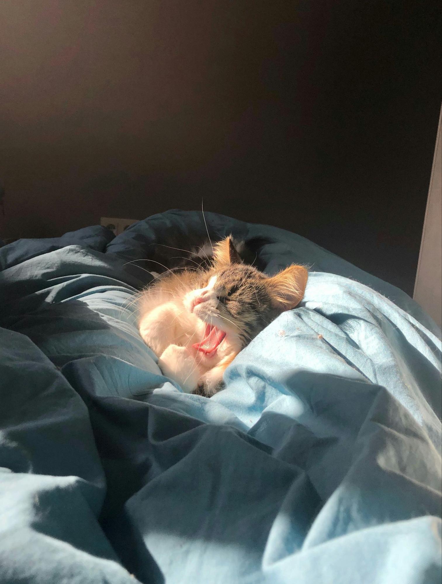 猫