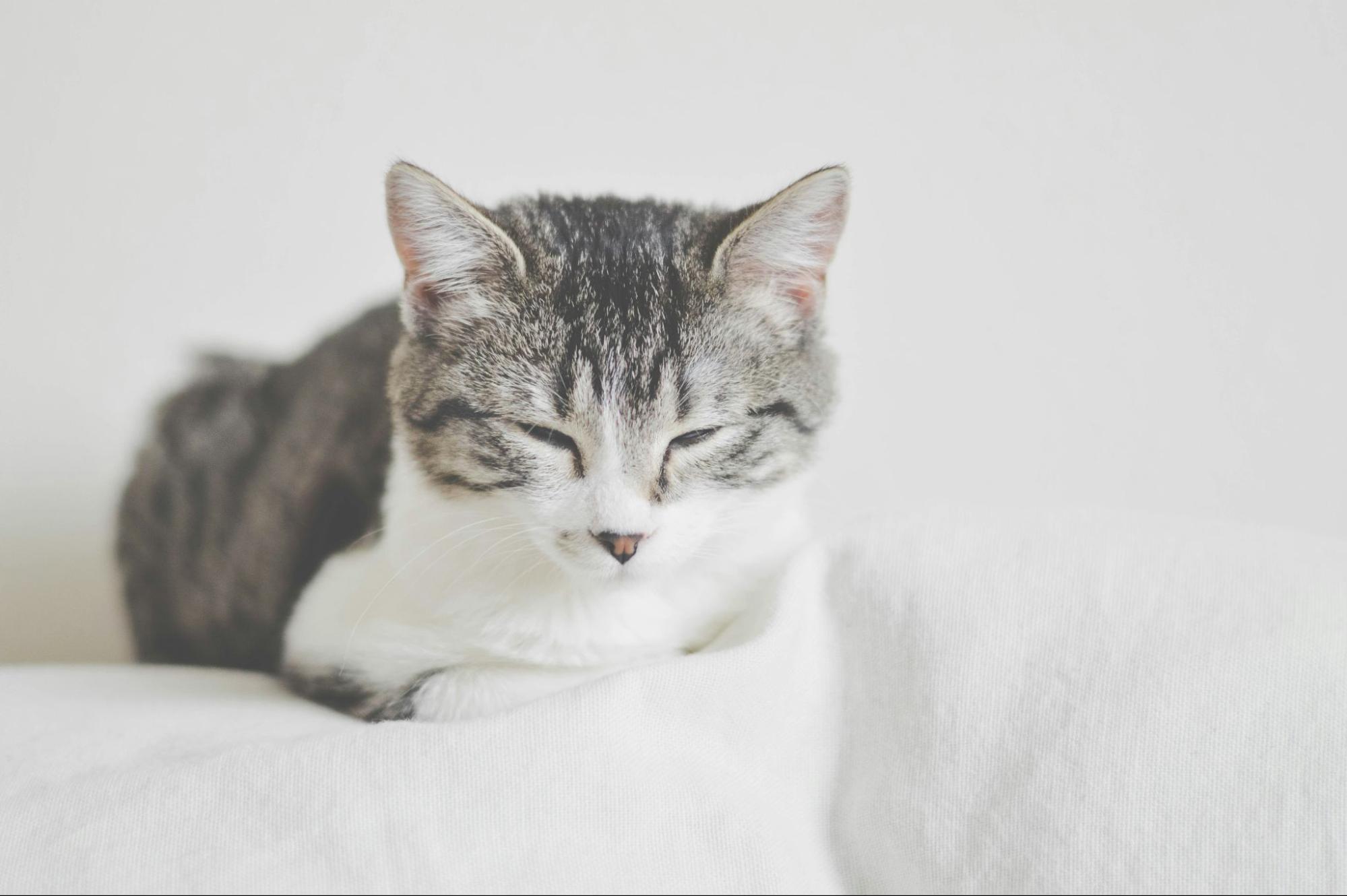 猫