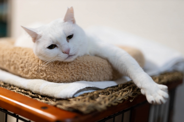 横たわる白い猫