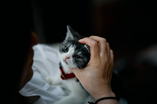 飼い主と触れ合う猫