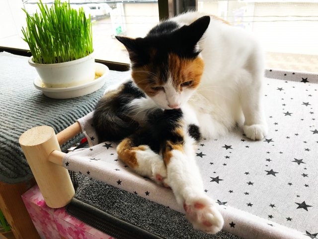 三毛猫、毛繕い