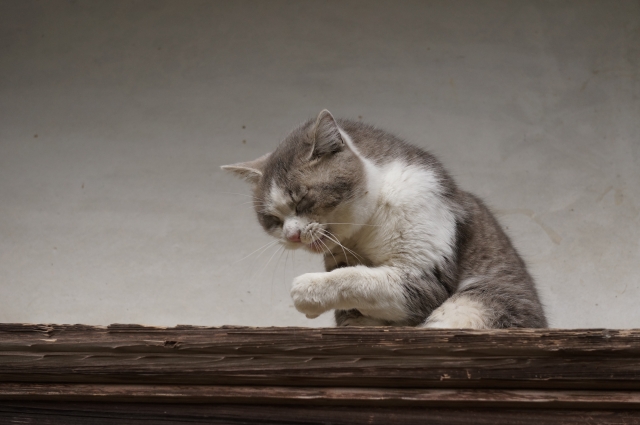 猫、くしゃみ