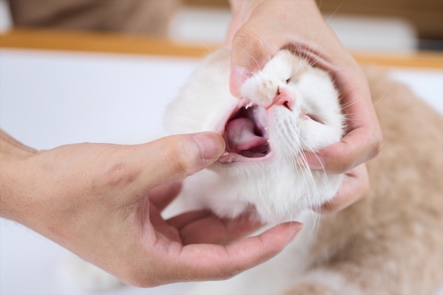 猫の口を開ける獣医