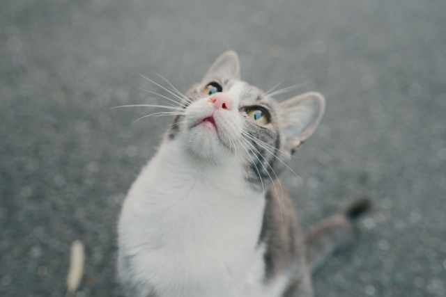 見上げる猫