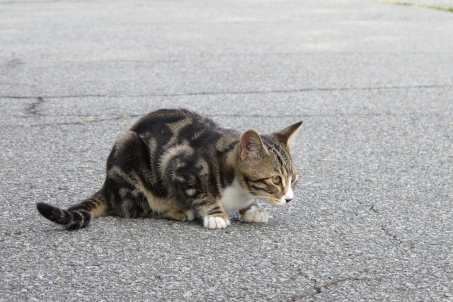 猫、コンクリート