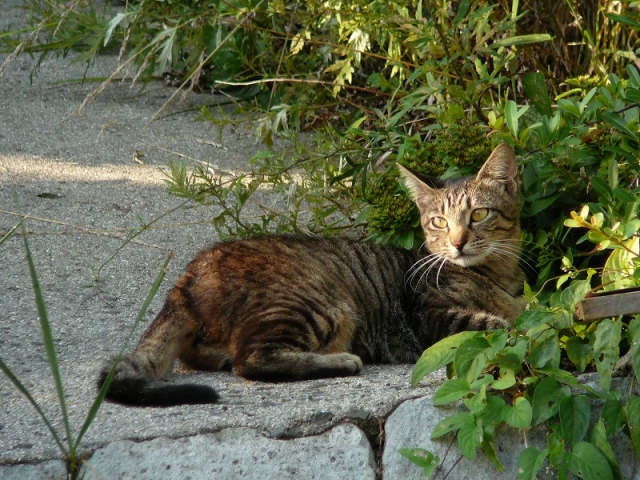 猫、草むら、屋外