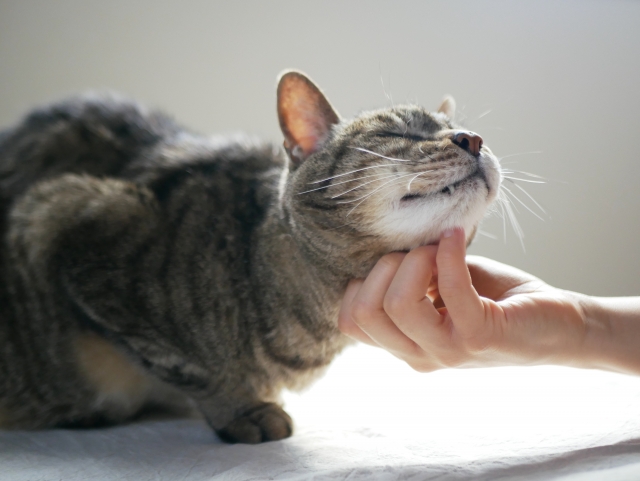 猫、飼い主、触れ合い