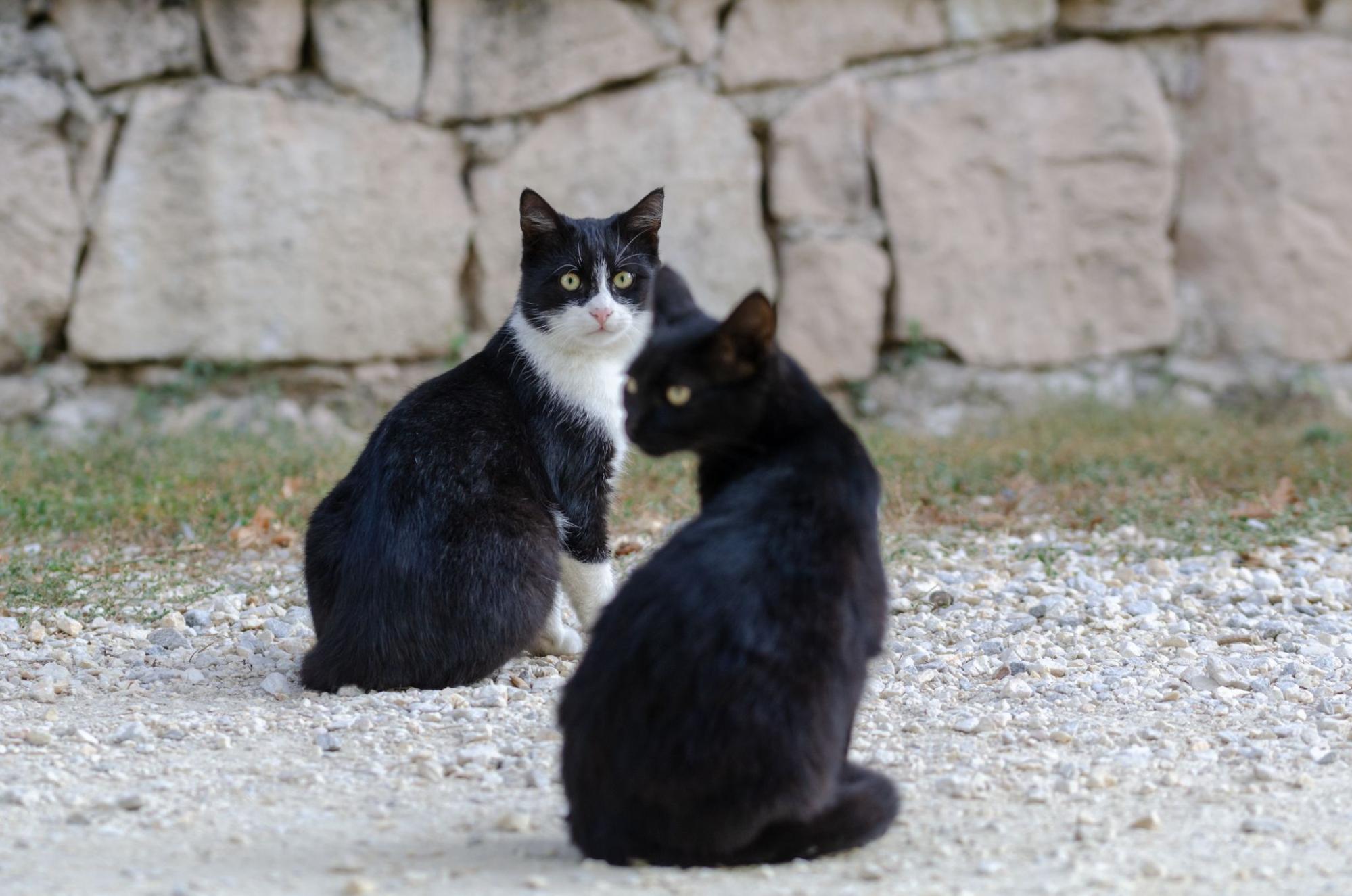 野良猫、2匹、野外