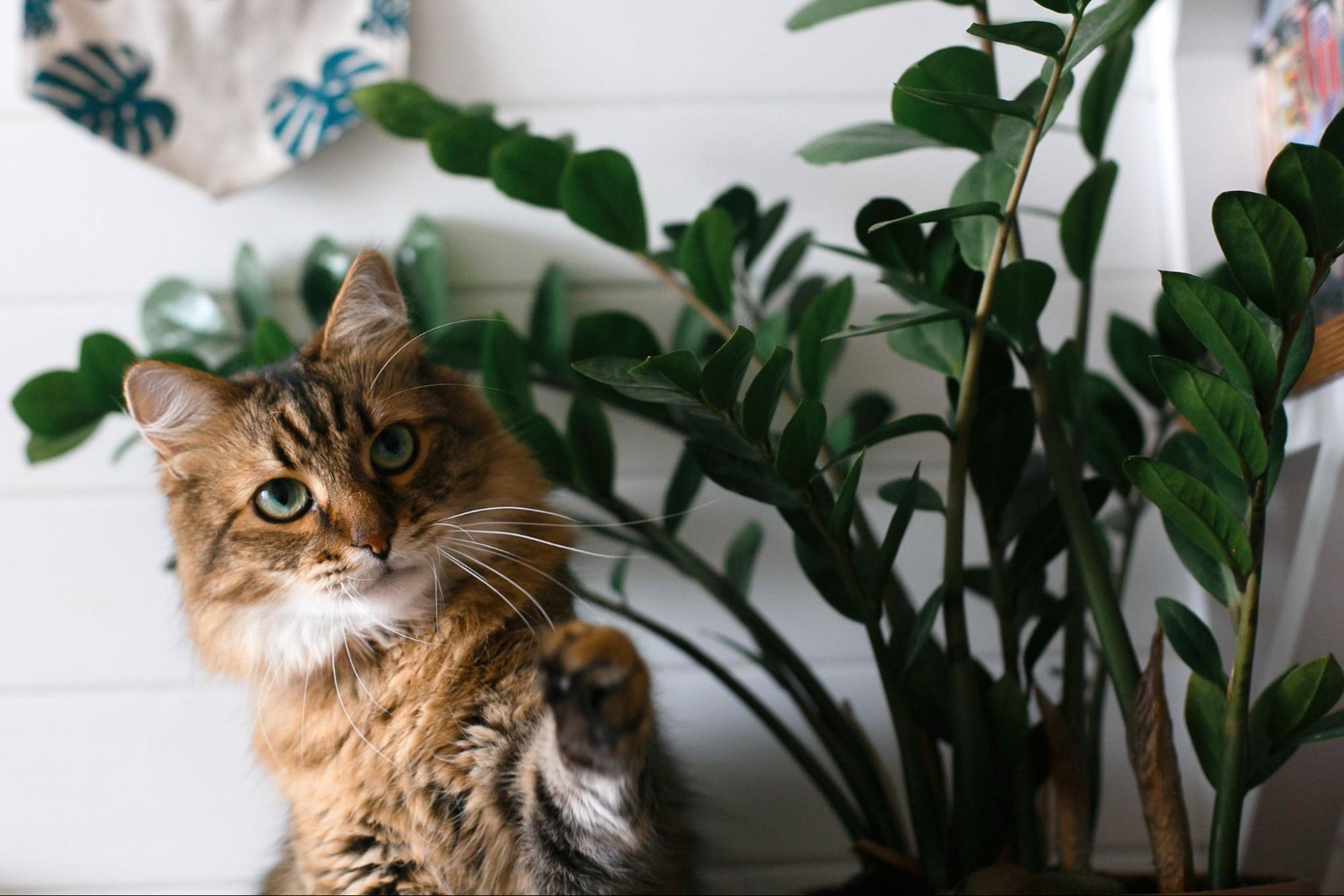 猫、植物、室内