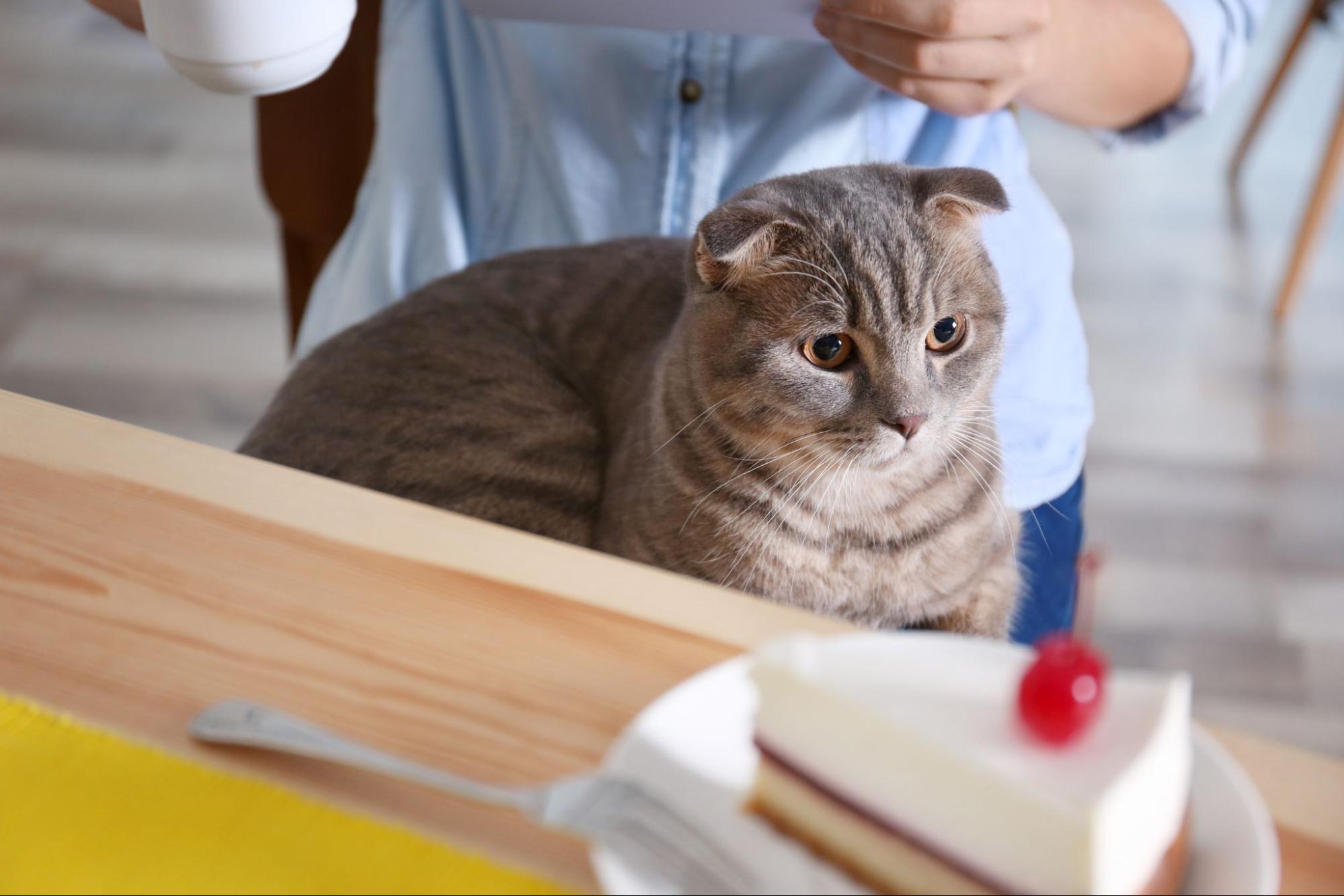 猫、縄、戯れる