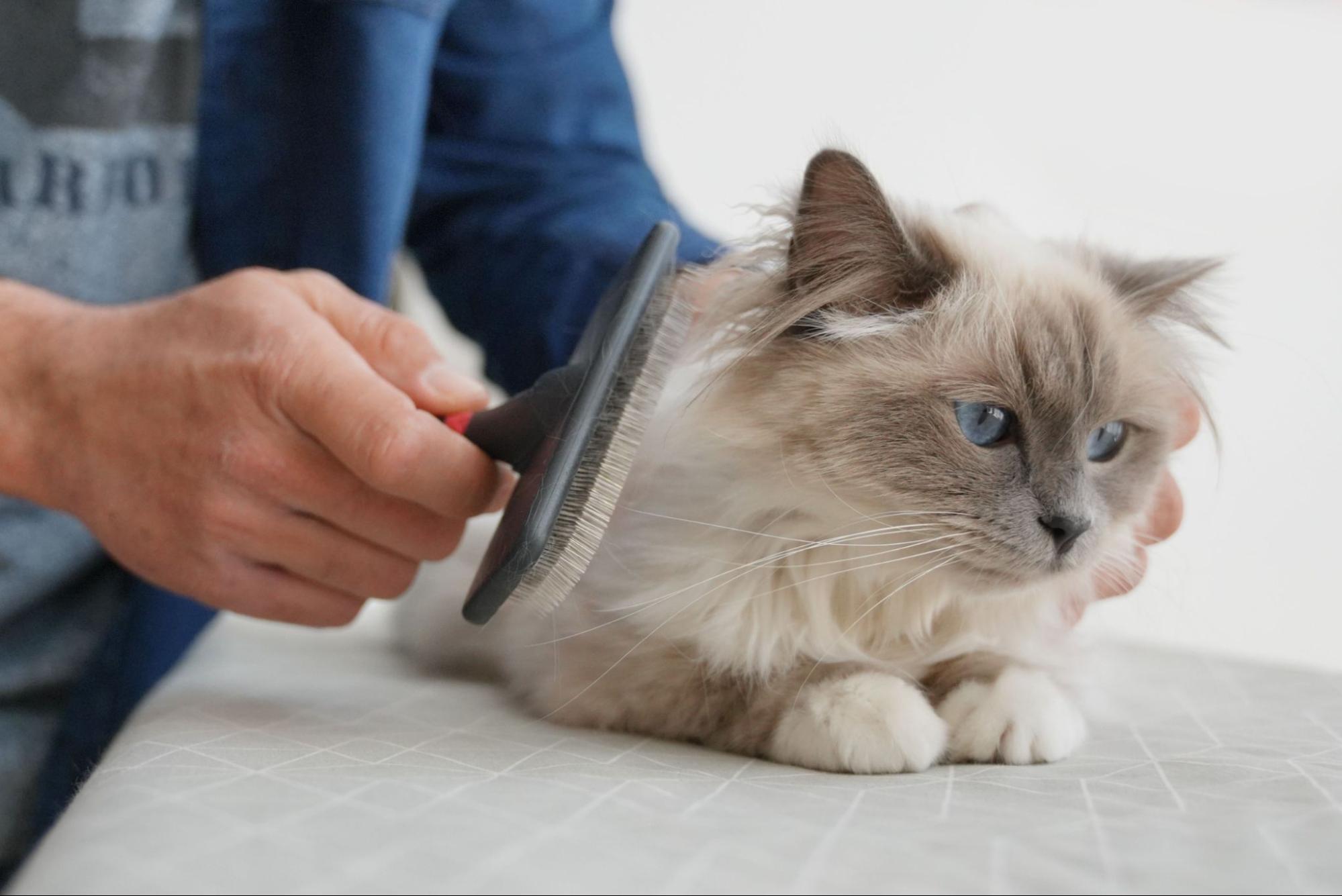 猫、ブラッシング