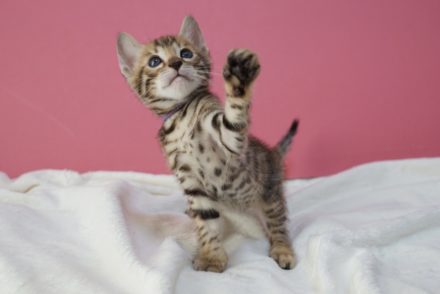 ベンガル、子猫、かわいい