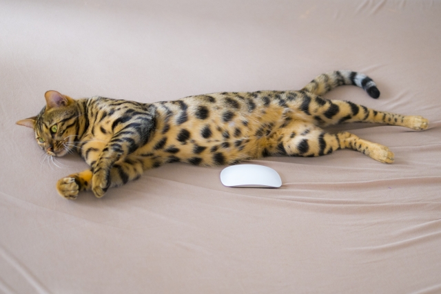 ベンガル、猫、寝る