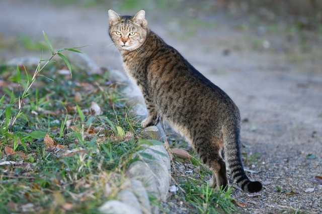 キジトラ猫、全身、見つめる