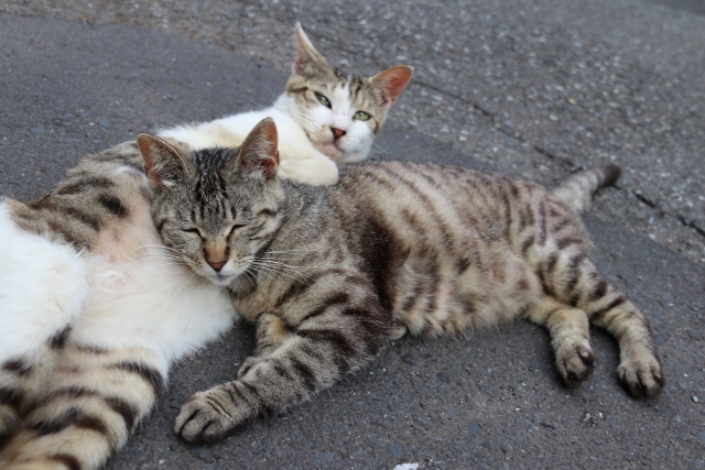 キジトラ猫、サバトラ 、仲良し