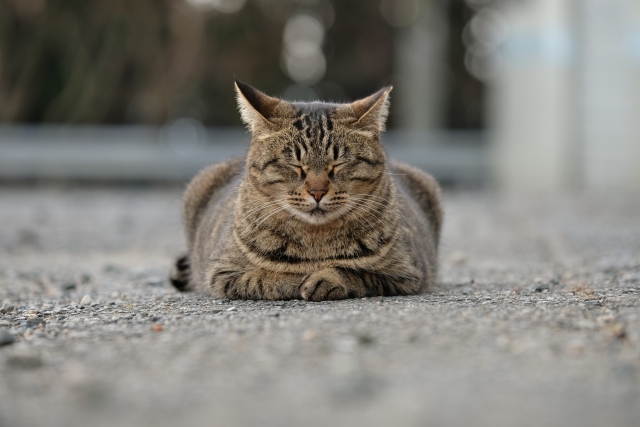 キジトラ猫、目をつぶる