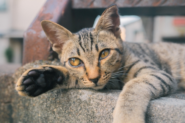 キジトラ猫、寝そべる