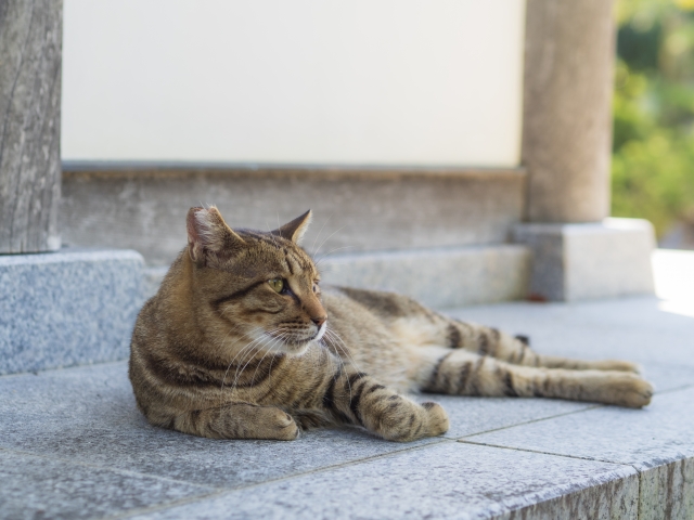 キジトラ猫、外、寝そべる