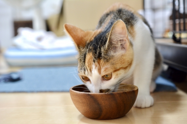 三毛猫、食事、食器