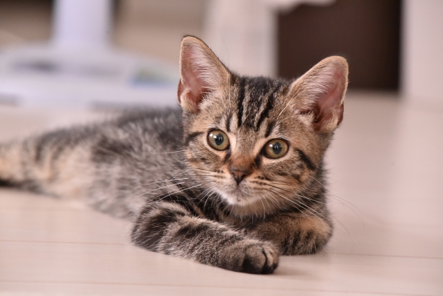 マンチカン　子猫