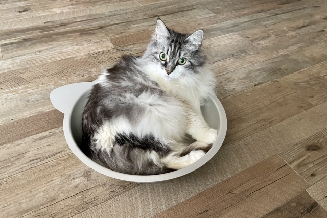 猫、鍋