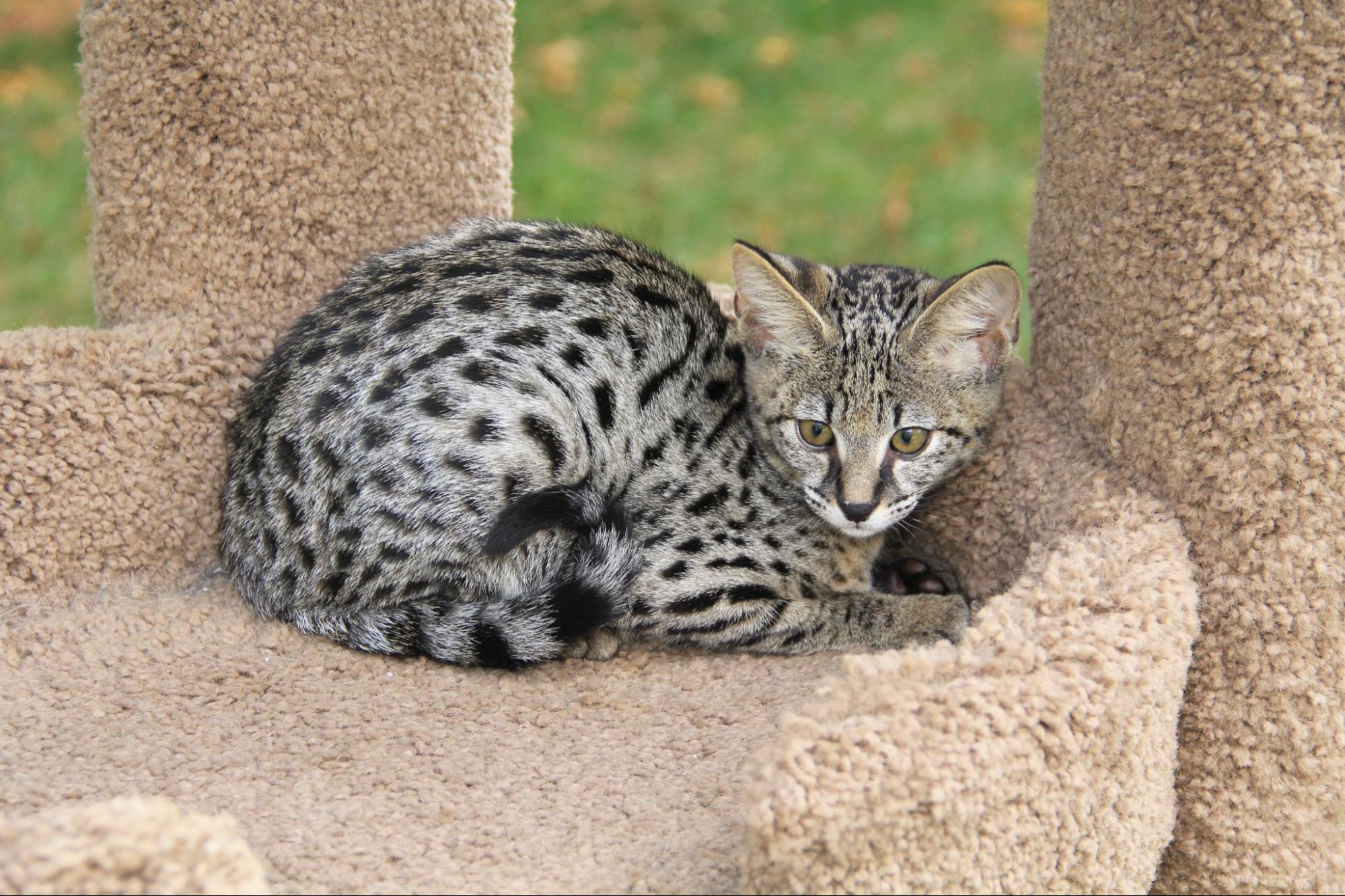 サバンナ、子猫、様子を窺う