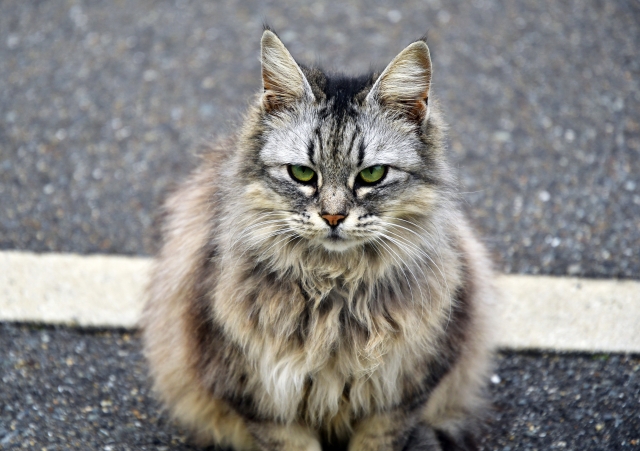 サイベリアン、猫、シルバー