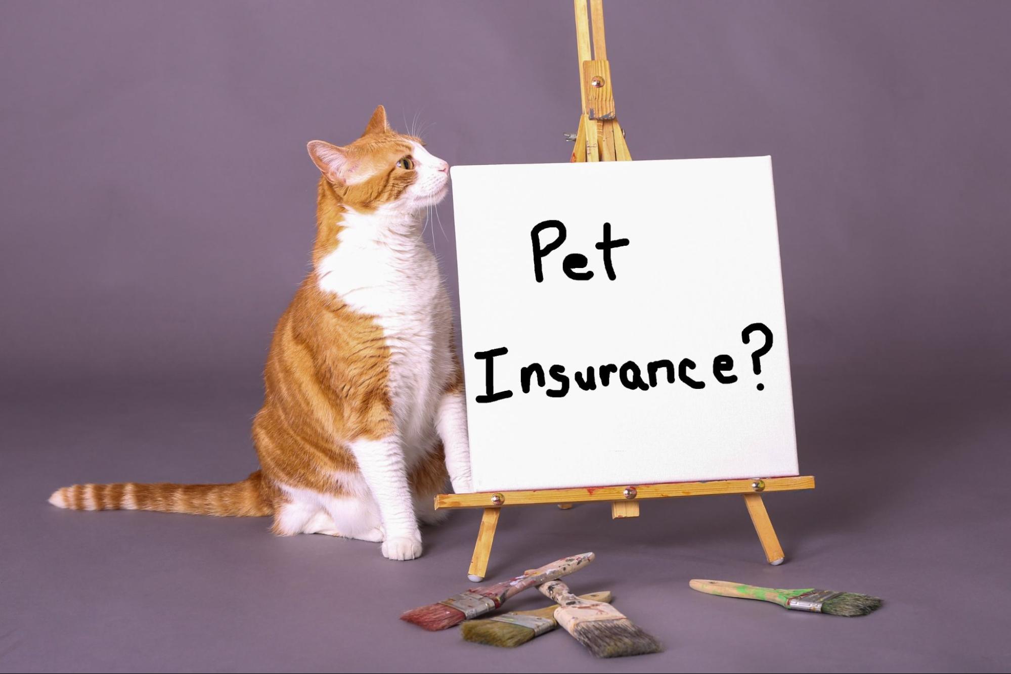 ペット保険、猫、ボード