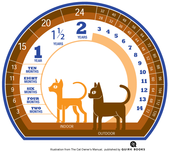 家猫と外猫の平均寿命