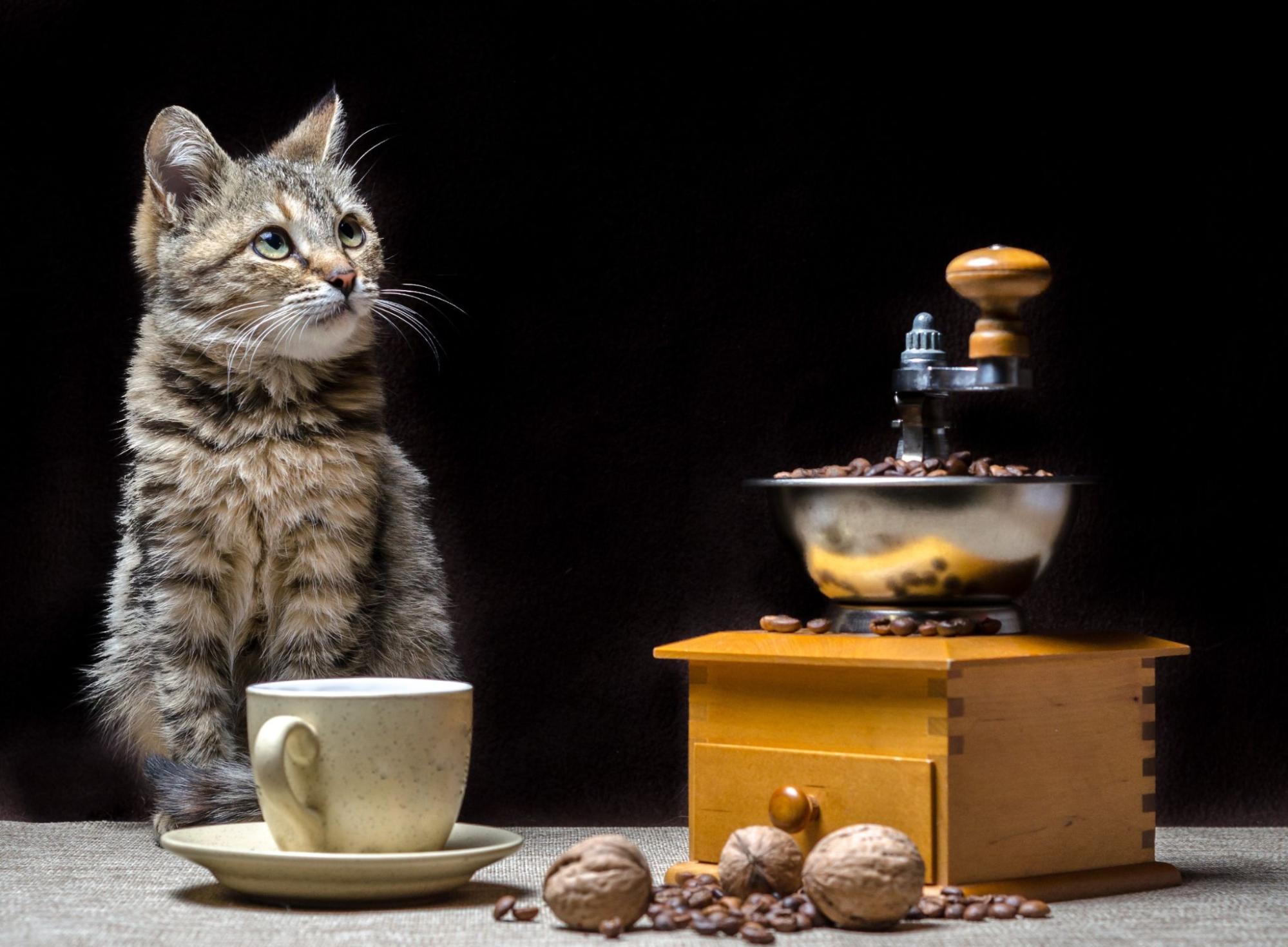 猫、コーヒーメーカー