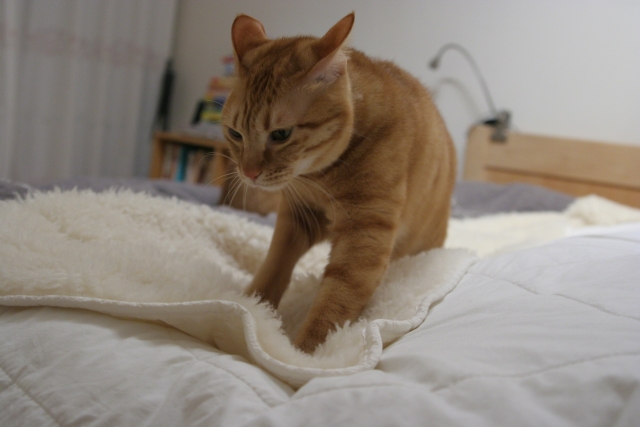 猫、ベッド、ふみふみ