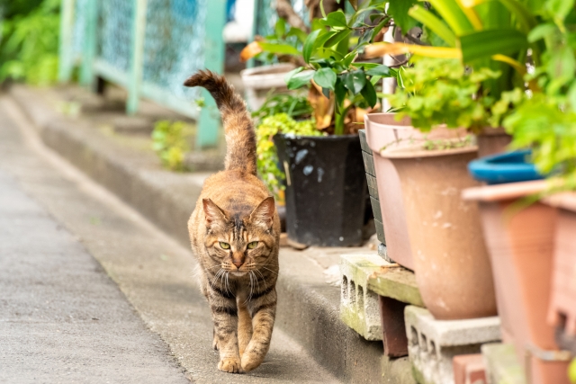 トラ猫、屋外