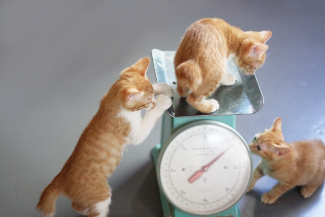 猫
