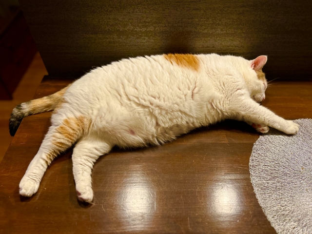 横たわる猫