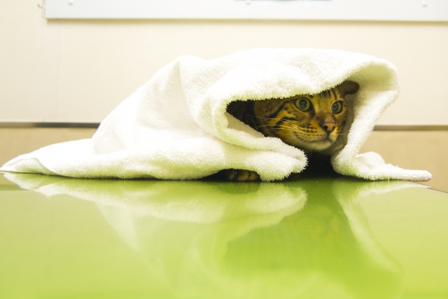 診察台に乗る猫
