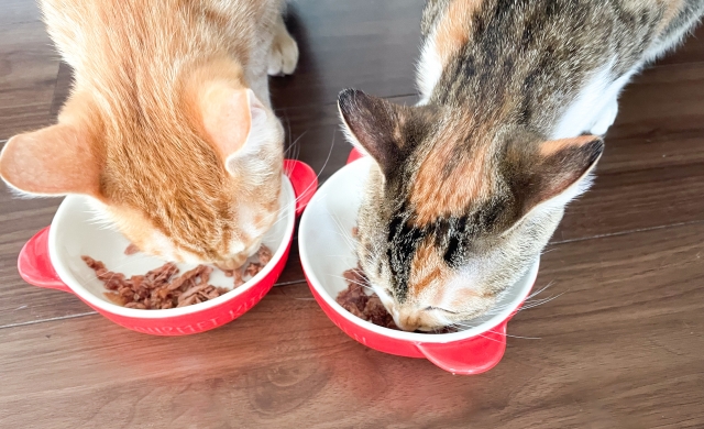ご飯を食べる2匹の猫