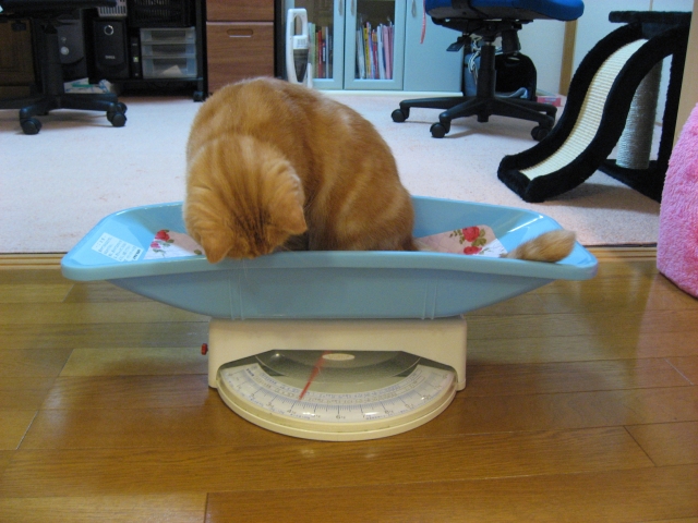 体重計に乗る猫