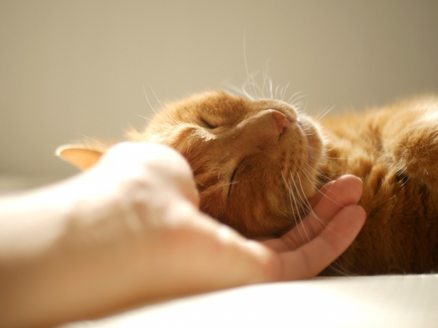 なでられる猫