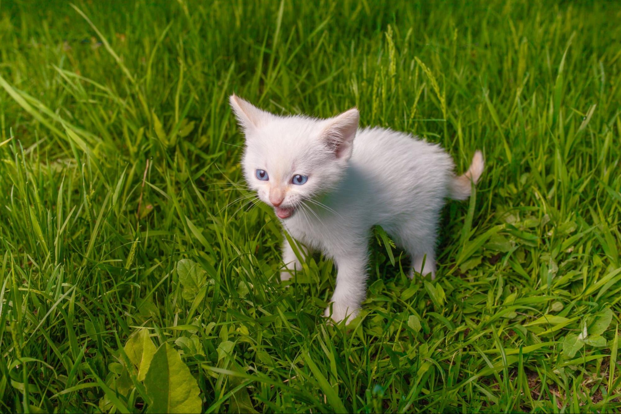 子猫、草むら、鳴く