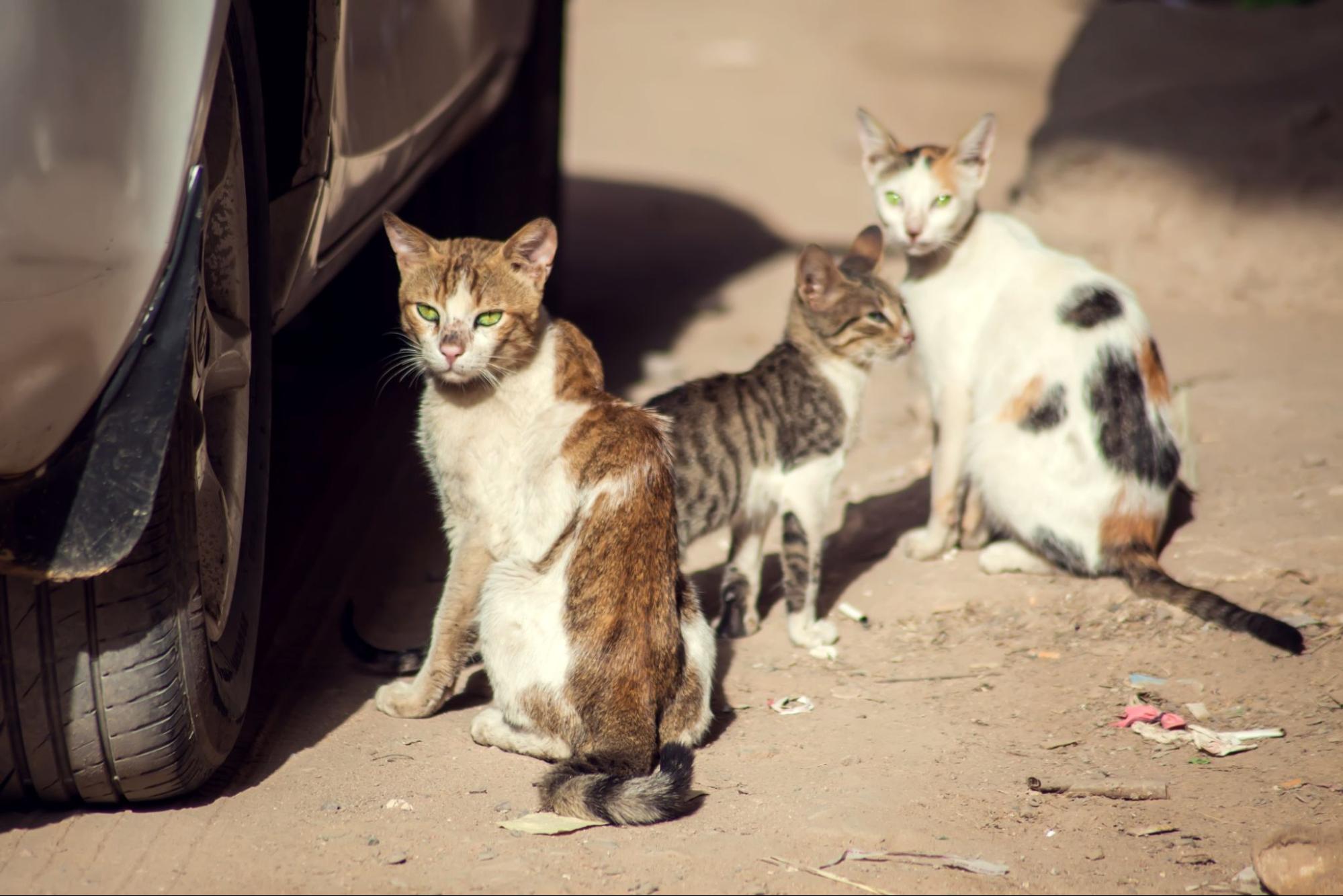 野良猫