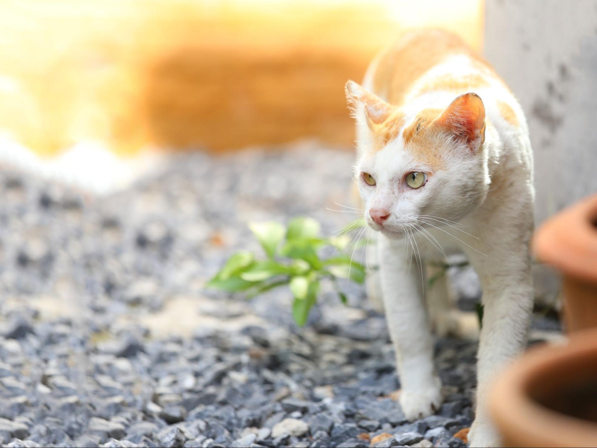 野良猫、白い、野外