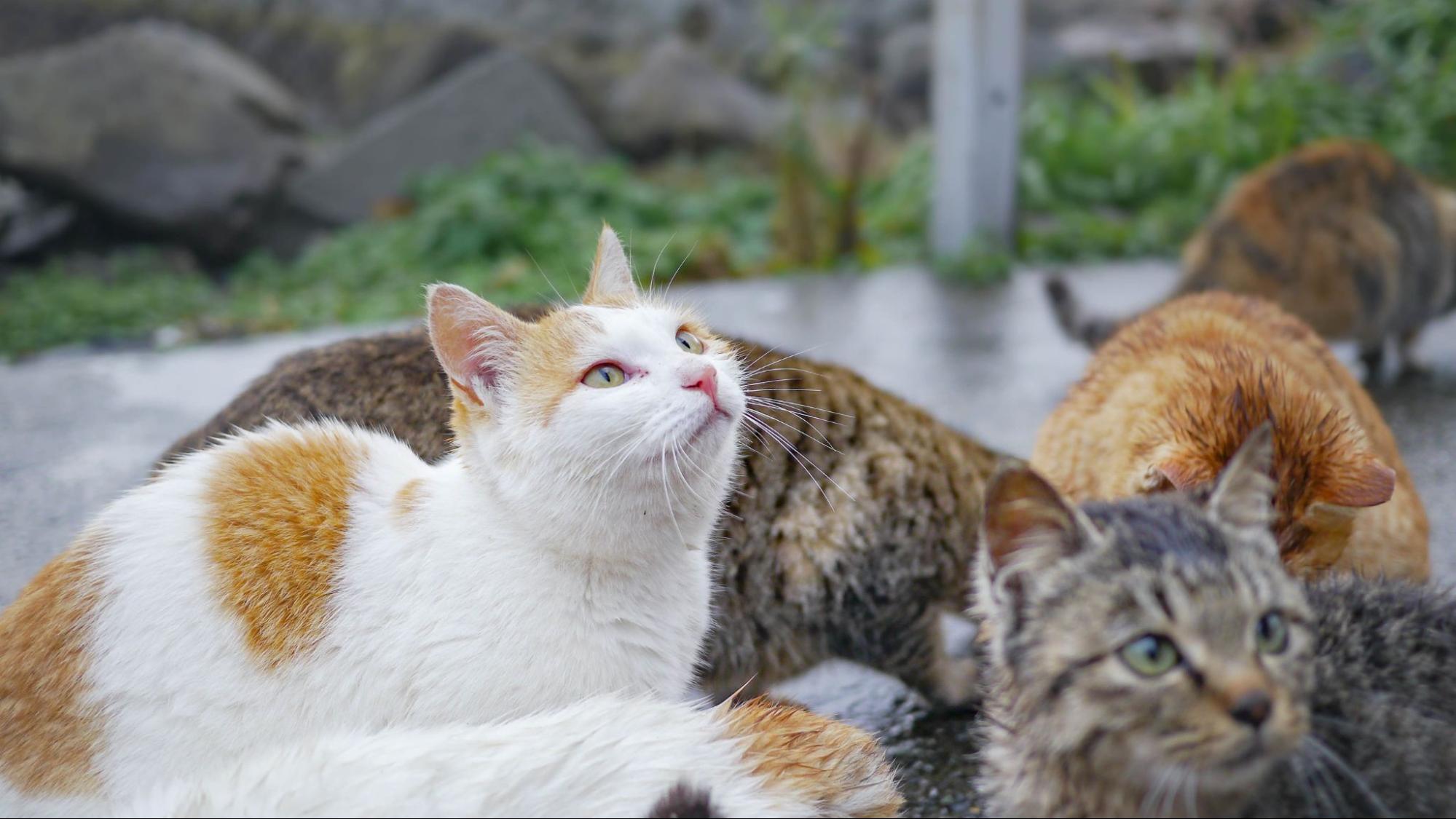 野良猫、集合、４匹