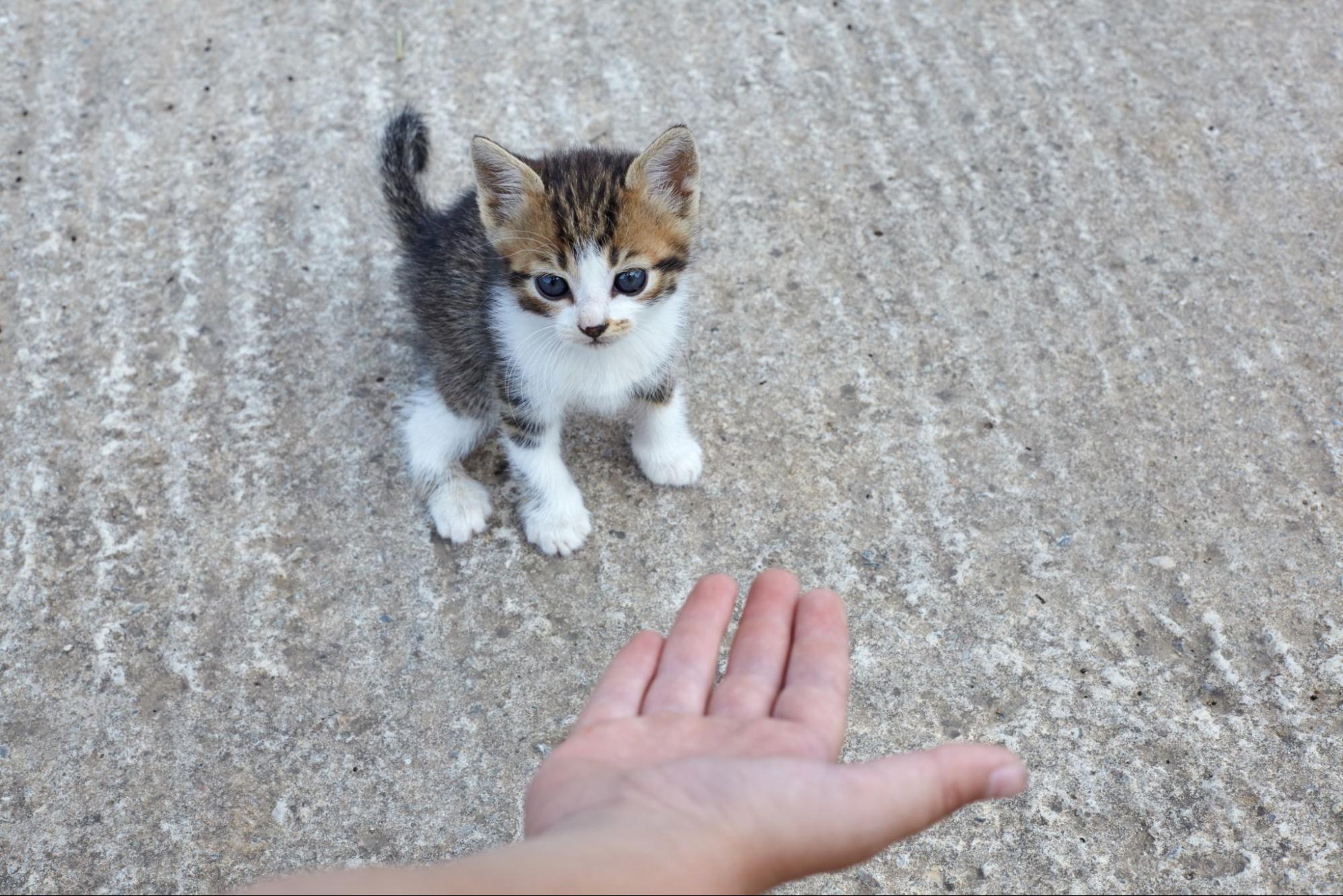 野良猫、子猫、歩み寄る