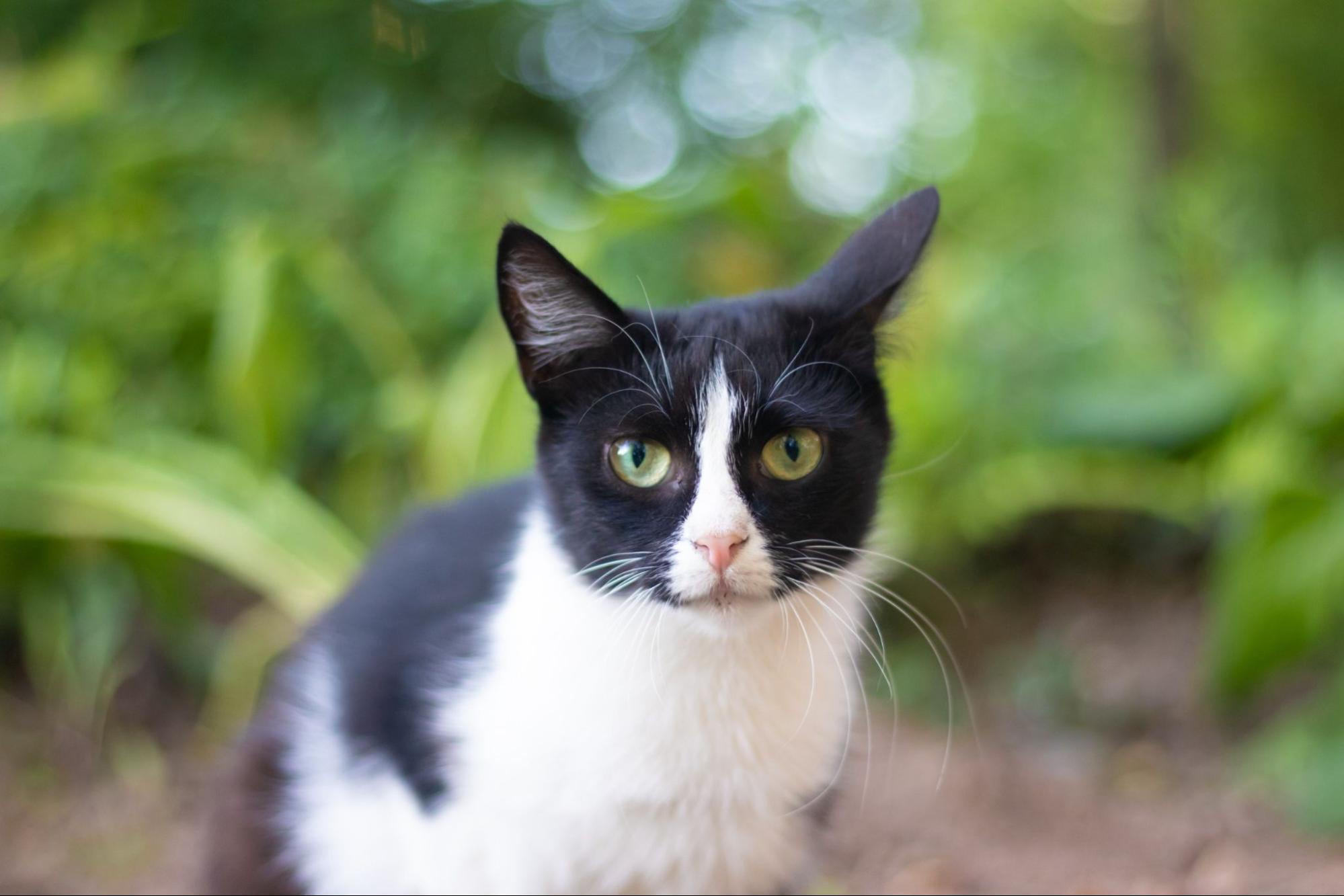 野良猫、ハチワレ、野外