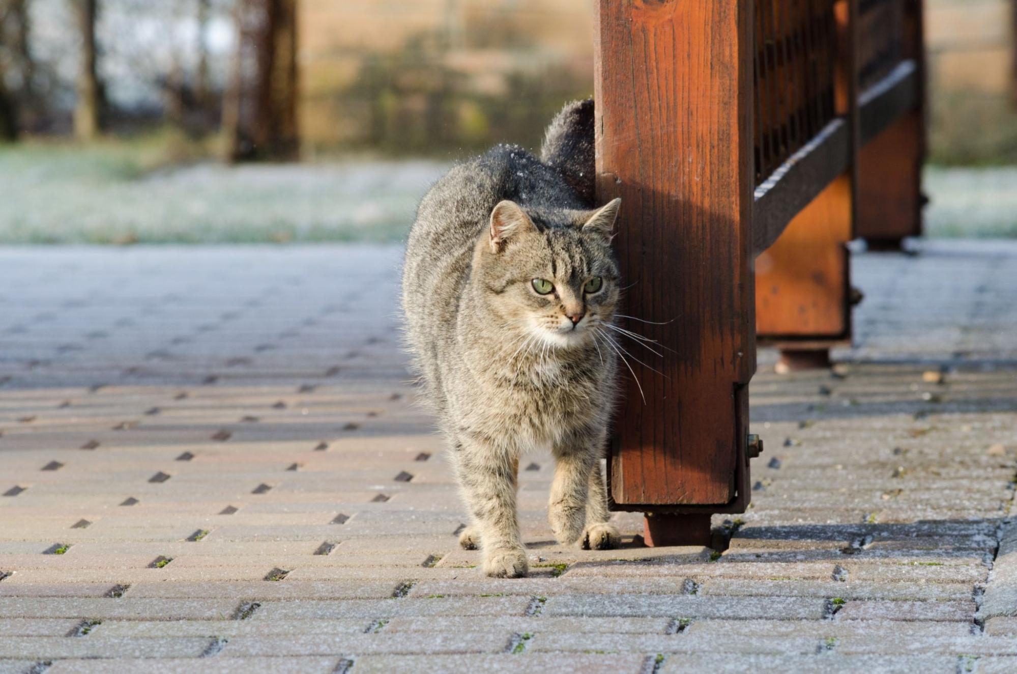 野良猫、1匹