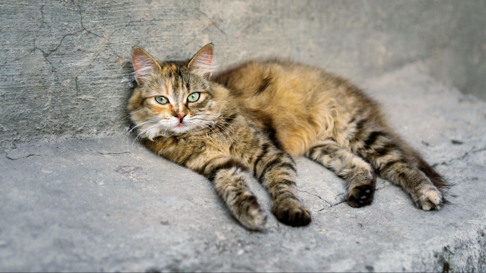 野良猫、寝そべる、野外