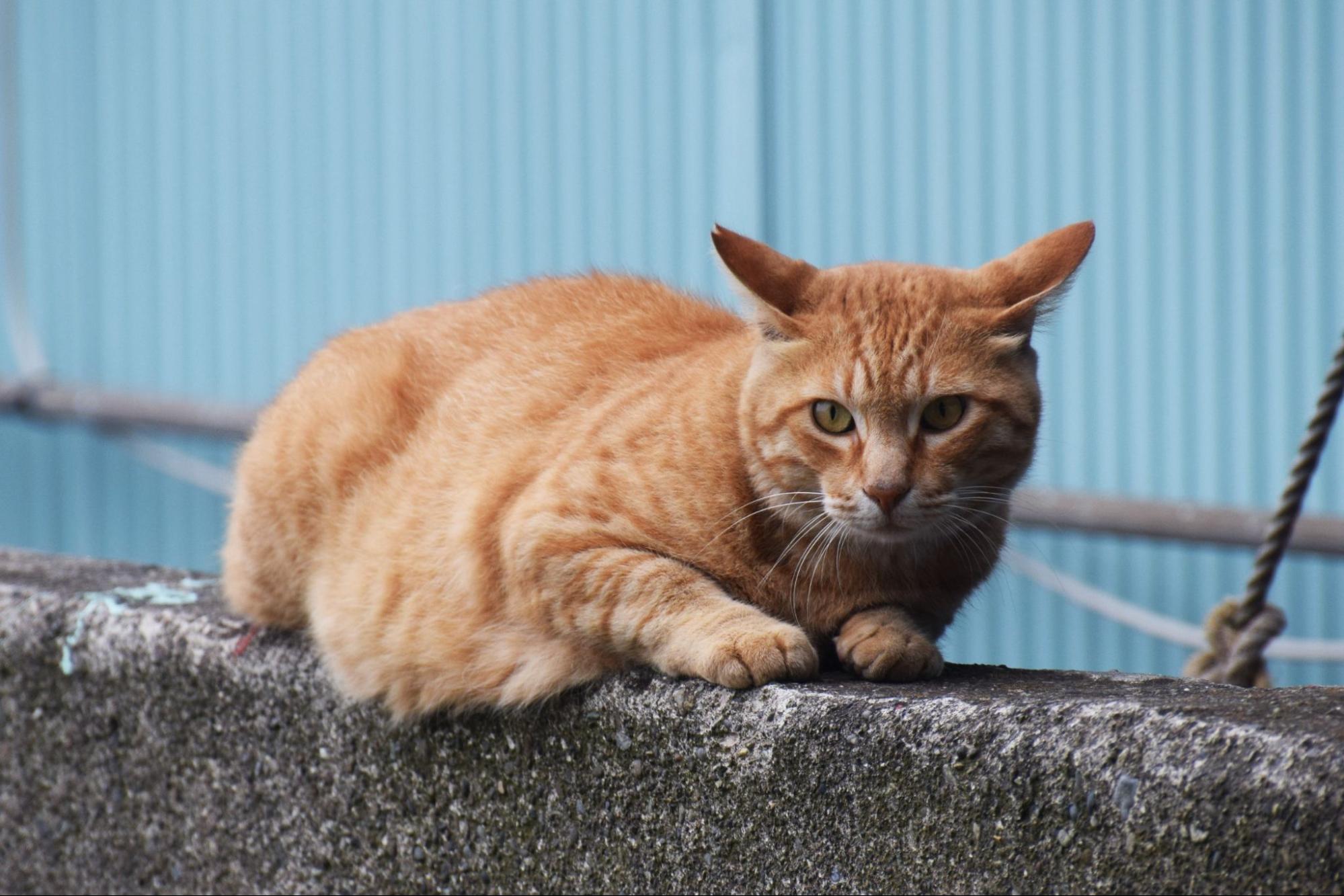 野良猫、リラックス、野外