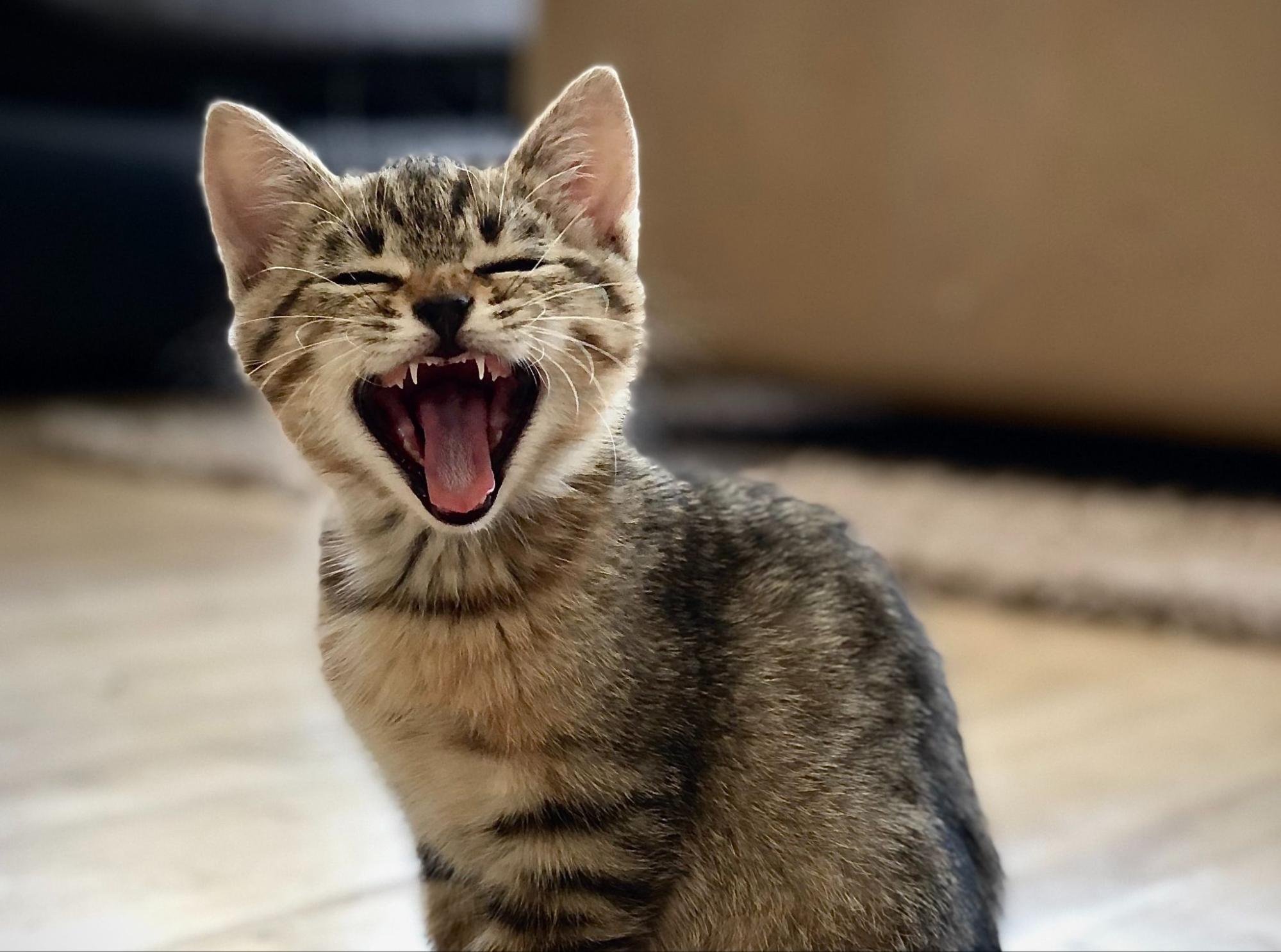 猫